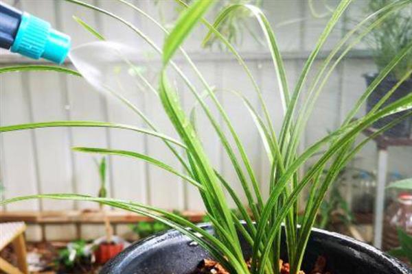 如何才能养好建兰，需要每隔一周浇水1-2次