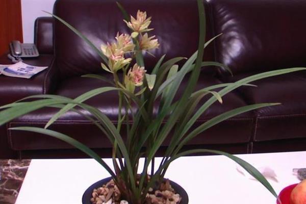 如何才能养好建兰，需要每隔一周浇水1-2次