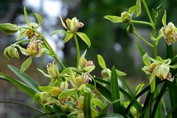 如何才能养好建兰，需要每隔一周浇水1-2次