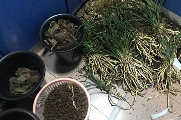 如何才能养好建兰，需要每隔一周浇水1-2次