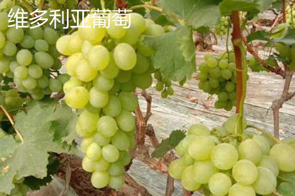 葡萄如何清洗，可以用小苏打加食盐清洗