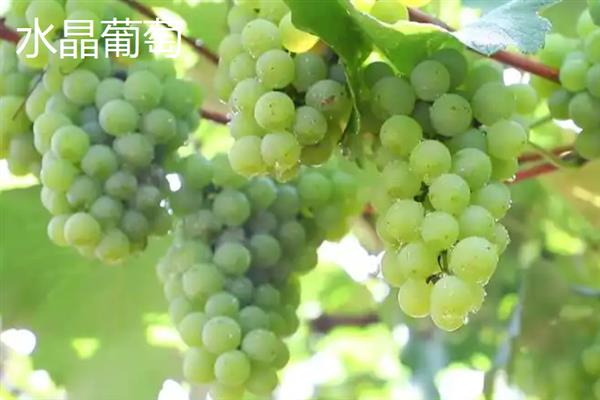 葡萄如何清洗，可以用小苏打加食盐清洗