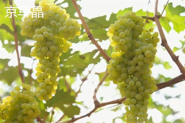 葡萄如何清洗，可以用小苏打加食盐清洗