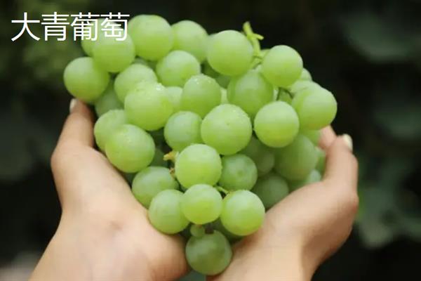 葡萄如何清洗，可以用小苏打加食盐清洗