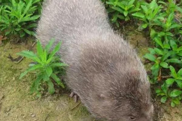 竹鼠发病症状，发烧时体温会上升、伴有流泪现象