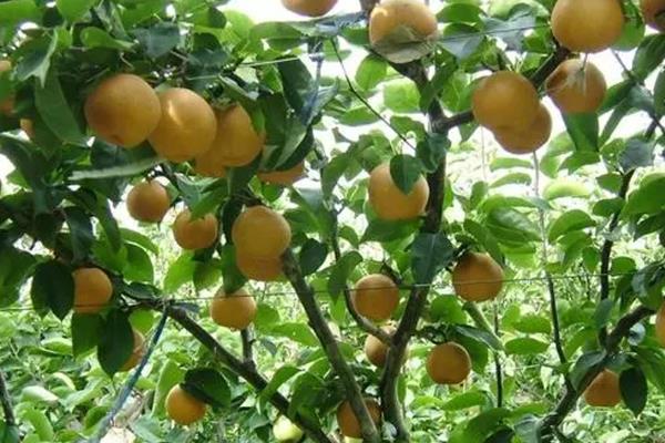 秋季梨树的管理技术，施肥量根据树体的大小、长势强弱而定