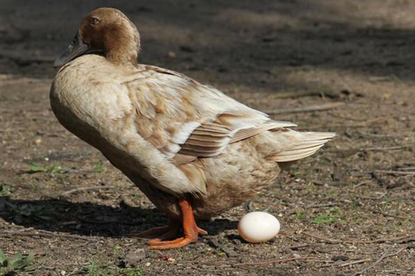 判断鸭子是否快下蛋的方法，性情会变温顺、放养时常单独活动