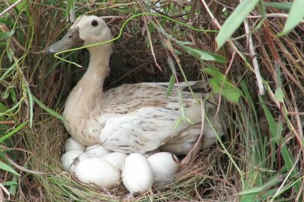 判断鸭子是否快下蛋的方法，性情会变温顺、放养时常单独活动