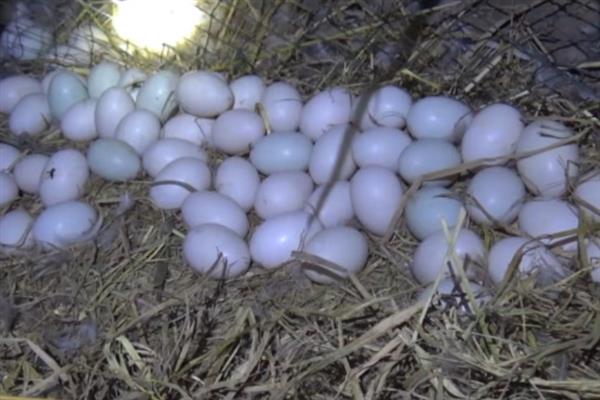 判断鸭子是否快下蛋的方法，性情会变温顺、放养时常单独活动