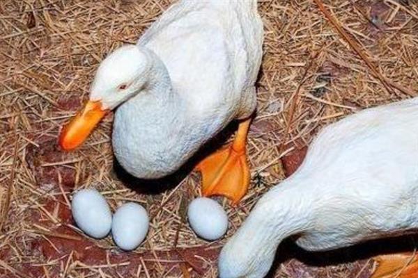 判断鸭子是否快下蛋的方法，性情会变温顺、放养时常单独活动