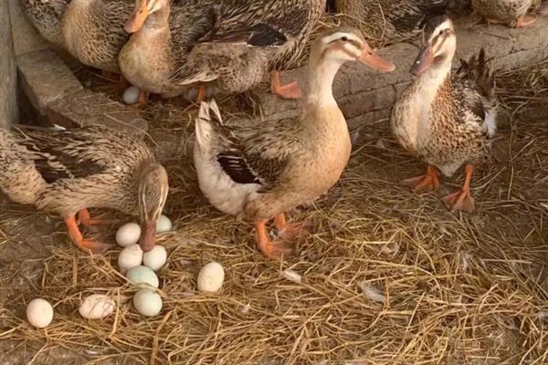 判断鸭子是否快下蛋的方法，性情会变温顺、放养时常单独活动