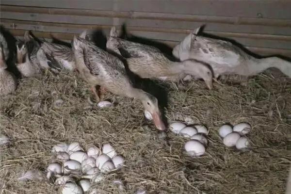 判断鸭子是否快下蛋的方法，性情会变温顺、放养时常单独活动