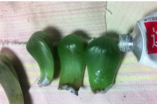 玉露怎么扦插,通常采用叶插的方法