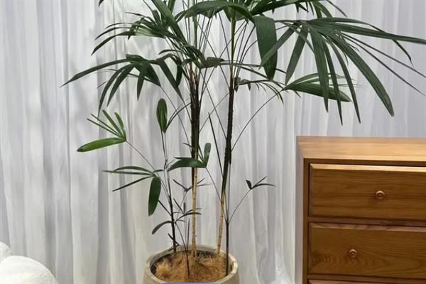 棕竹的作用，具有观赏、净化空气等作用