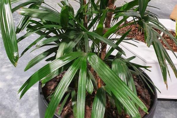 棕竹的作用，具有观赏、净化空气等作用