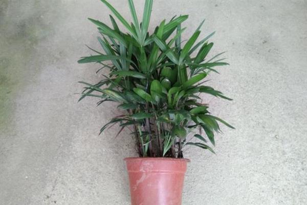 棕竹的作用，具有观赏、净化空气等作用