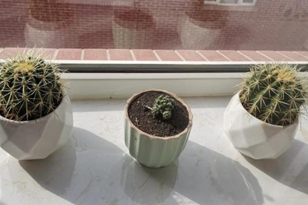 养好仙人球的方法，生长季节每隔20天追施一次肥液