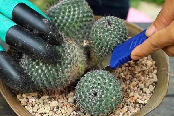 养好仙人球的方法，生长季节每隔20天追施一次肥液