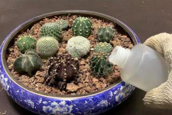 养好仙人球的方法，生长季节每隔20天追施一次肥液