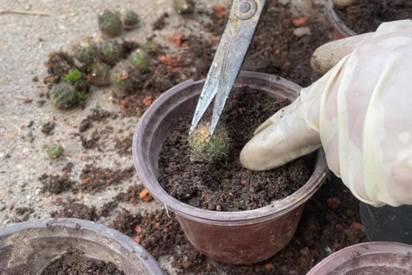 养好仙人球的方法，生长季节每隔20天追施一次肥液