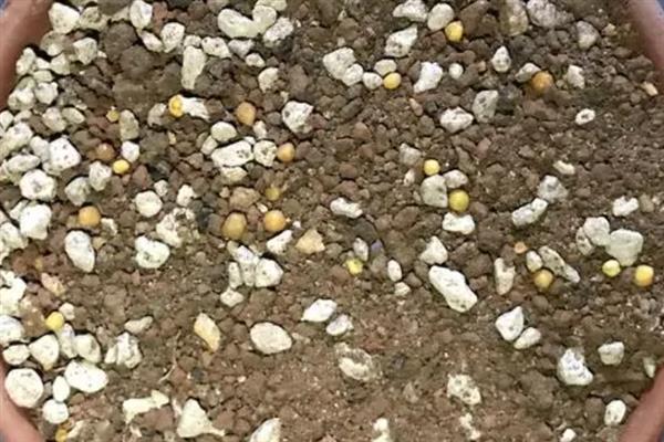 养好仙人球的方法，生长季节每隔20天追施一次肥液