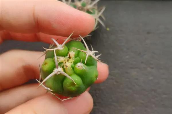 养好仙人球的方法，生长季节每隔20天追施一次肥液