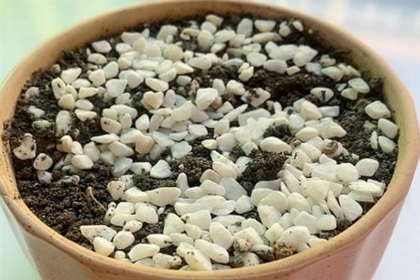 养好仙人球的方法，生长季节每隔20天追施一次肥液