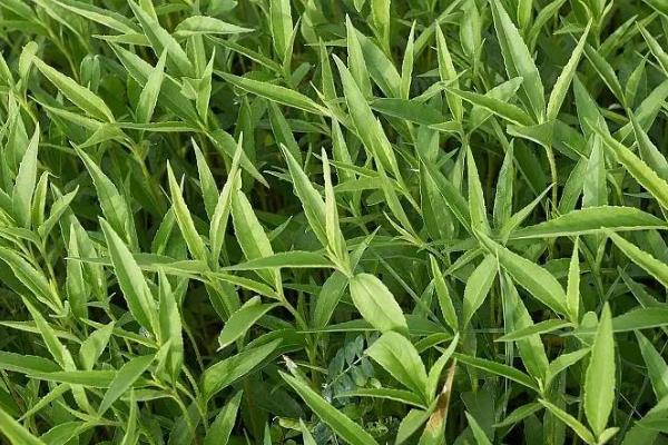 红柴胡简介，是多年生草本植物