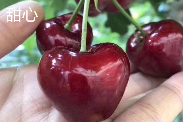 樱桃晚熟的品种有哪些，常见的有宇宙、斯得拉等