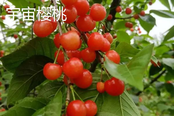 樱桃晚熟的品种有哪些，常见的有宇宙、斯得拉等
