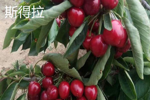 樱桃晚熟的品种有哪些，常见的有宇宙、斯得拉等