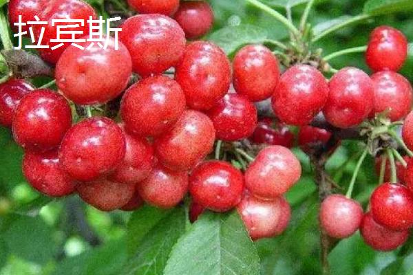樱桃晚熟的品种有哪些，常见的有宇宙、斯得拉等
