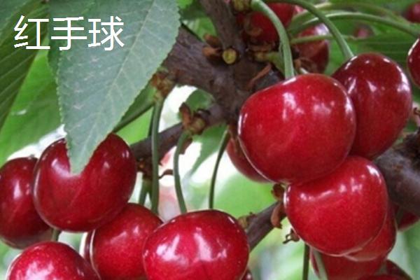 樱桃晚熟的品种有哪些，常见的有宇宙、斯得拉等