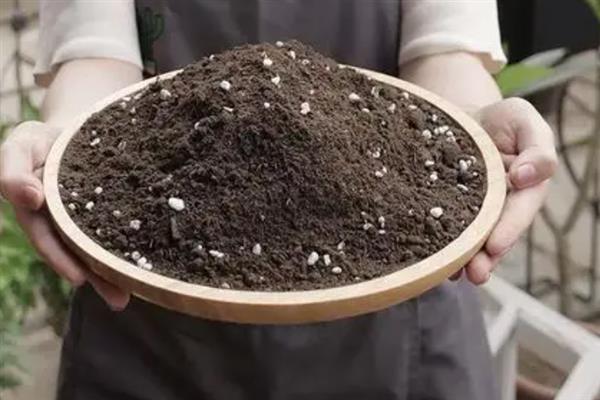 一二年生花卉的栽培管理要点，选择自己喜欢的花卉植物进行栽培