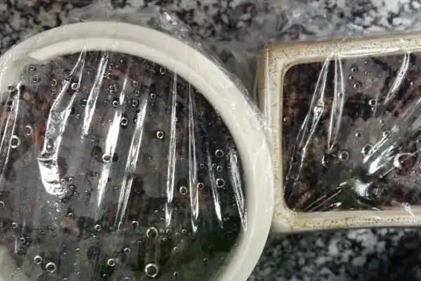 一二年生花卉的栽培管理要点，选择自己喜欢的花卉植物进行栽培