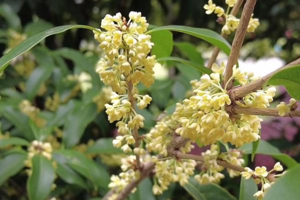 桂花的采摘时间，9-10月份为花期、开花中期适合采收