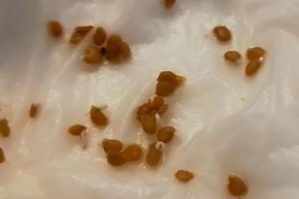 番茄枯萎病的防治技术，育苗的营养土要选用无菌土