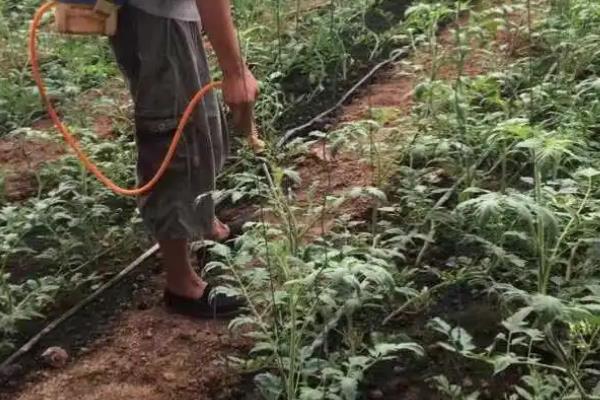 番茄枯萎病的防治技术，育苗的营养土要选用无菌土