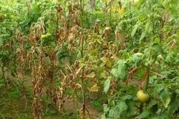 番茄枯萎病的防治技术，育苗的营养土要选用无菌土