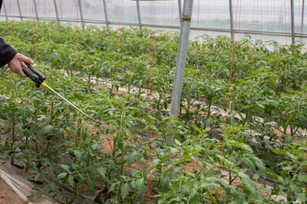 番茄枯萎病的防治技术，育苗的营养土要选用无菌土