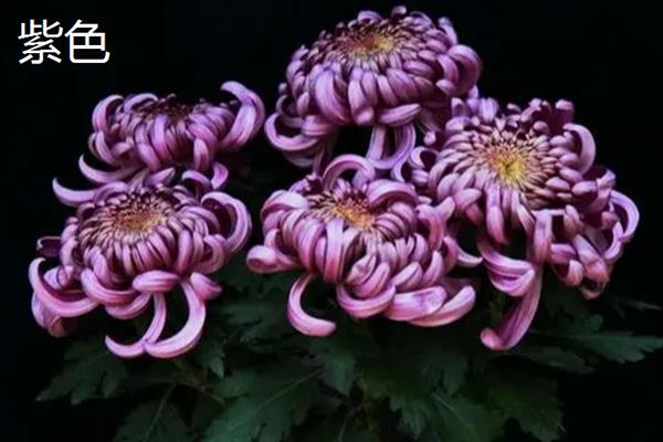 菊花有哪些颜色，常见的有黄色、紫色、绿色等
