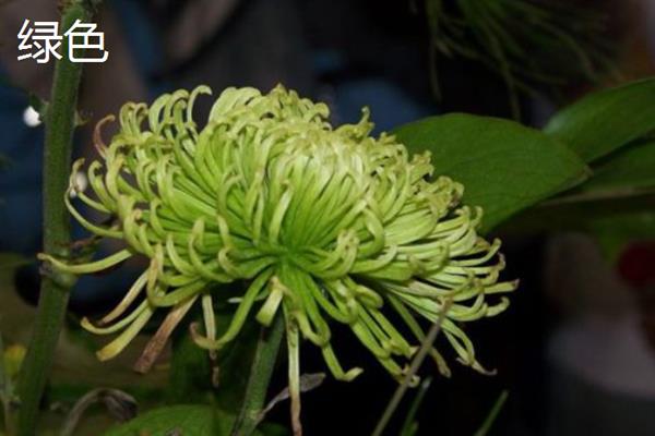 菊花有哪些颜色，常见的有黄色、紫色、绿色等