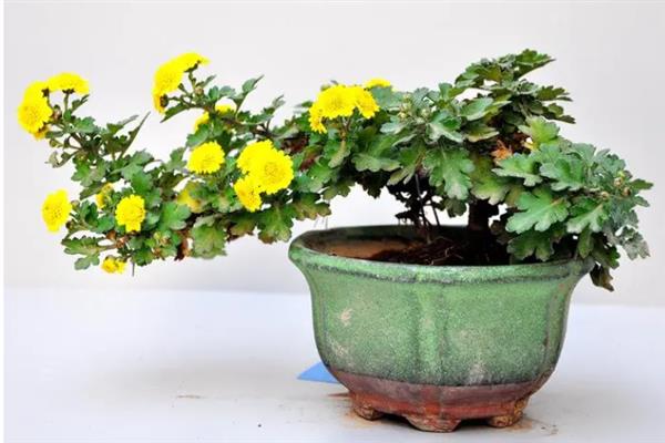 菊花有哪些颜色，常见的有黄色、紫色、绿色等