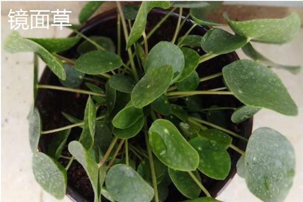 镜面草和铜钱草的区别，外观和生长环境均不同