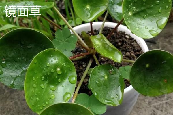 镜面草和铜钱草的区别，外观和生长环境均不同