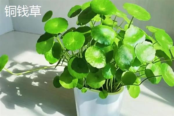 镜面草和铜钱草的区别，外观和生长环境均不同