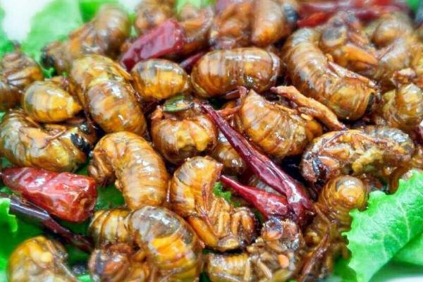 蚕和蝉有什么区别，科属、食性均不同