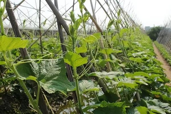 冬瓜的价格，一斤售价0.6-1.2元左右