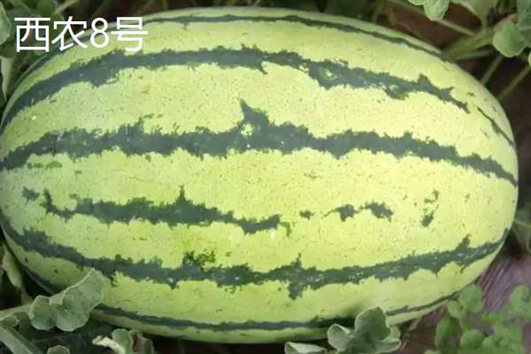 哪些西瓜品种耐重茬，西农8号、丰收567等品种可以重茬栽种