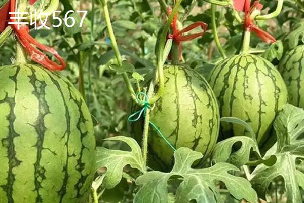 哪些西瓜品种耐重茬，西农8号、丰收567等品种可以重茬栽种